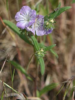 Picture of threadleaf phacelia flower