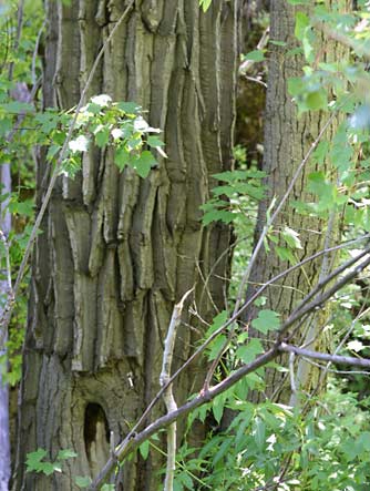 Picture of black cottonwood bark and leaves