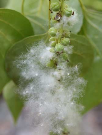 Black cottonwood with cotton-like fluff