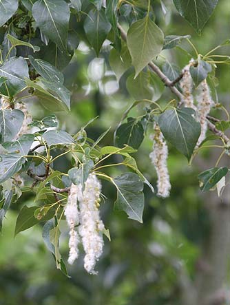 Picture of cottonwood cotton downy fluff