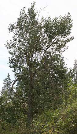 Black Cottonwood tree pictures