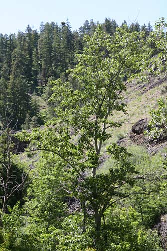 Picture of black cottonwood tree or Populus trichocarpa