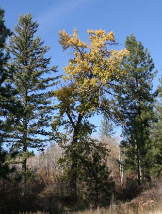 Picture of black cottonwood in autumn with yellow leaves