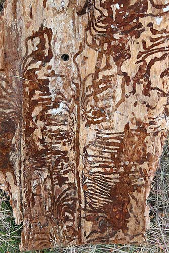 Douglas fir bark with wood boring insect galleries