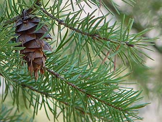 Interior Douglas fir cone picture