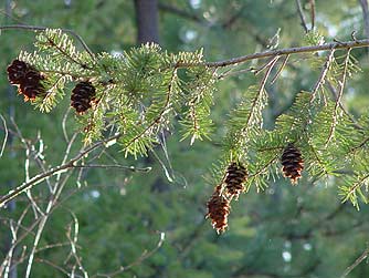 Picture of Pseudotsuga menziesii branch, needles and cones