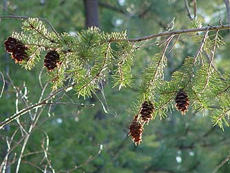 douglas fir tree cone