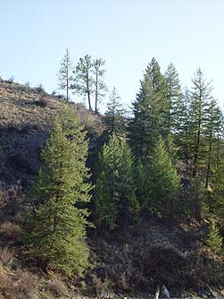 Interior stand on Douglas fir on a west-facing hillside in arid country
