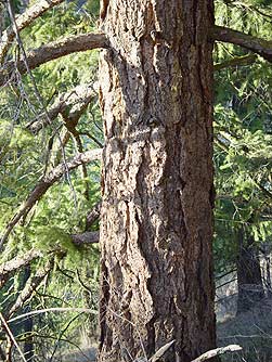 Picture of an old growth interior Douglas fir tree