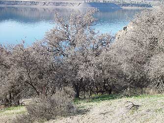 Picture of a hackberry grove in winter