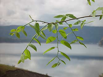 Picture of hackberry branch and leaves