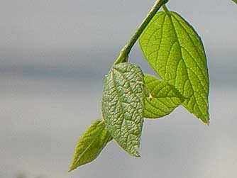 Picture of netleaf hackberry leaves