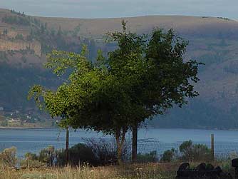 Netleaf hackberry tree - Celtis reticulata