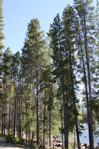 Lodgepole pine trees