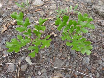 Oregon white oak seedling