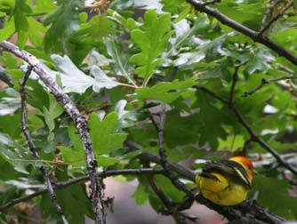 Oregon white oak with a western tanager