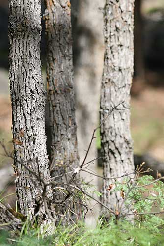 white oak bark