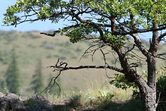 Picture of Oregon white oak tree or Quercus garryana