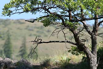 Oregon white oak or Garry oak