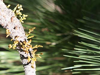 Western dwarf mistletoe, a parasite growing out of a ponderosa pine tree