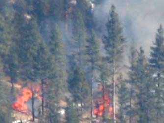 Forest fire in ponderosa pine trees