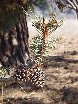 Ponderosa pine needles browsed by deer