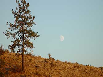 Picture of Ponderosa pine - pinus ponderosa