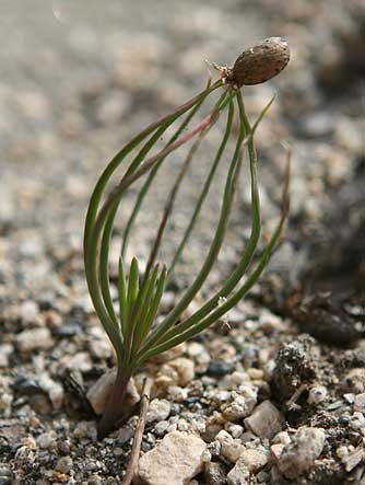 Sprouting ponderosa pine tree seedling