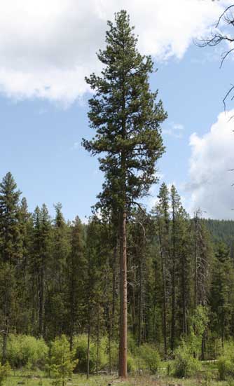 Ponderosa pine tree - pinus ponderosa