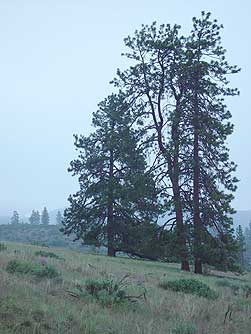 Ponderosa pine trees