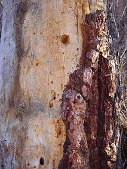Dead ponderosa tree - insect damage