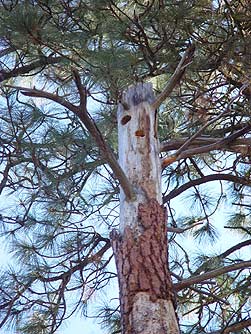 Dead ponderosa snag providing bird habitat