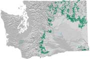 Ponderosa Pine zone