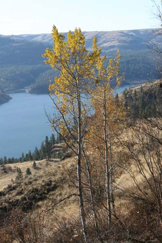 Quaking aspen stand after a fire, Umtanum Canyon