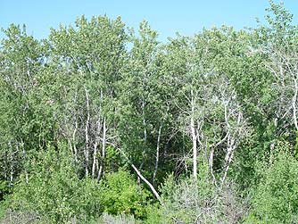 Quaking aspen grove