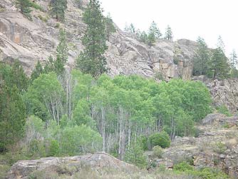 Picture of a Quaking Aspen Grove
