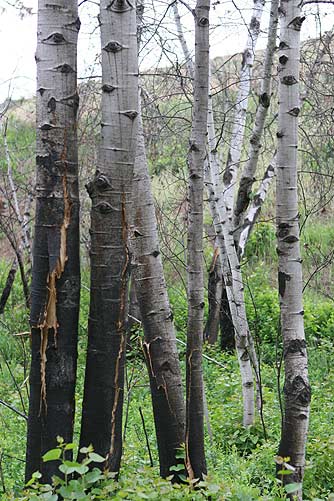 Quaking aspen stand after a fire, Umtanum Canyon