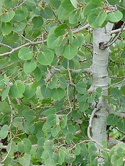 Picture of aspen trunk and leaves