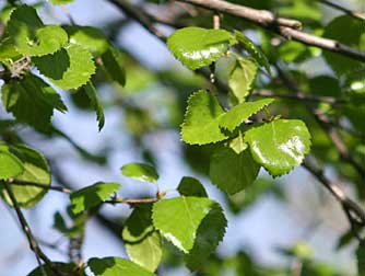 Picture of water birch leaves