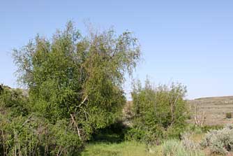 Picture of water birch trees - Betula occidentalis