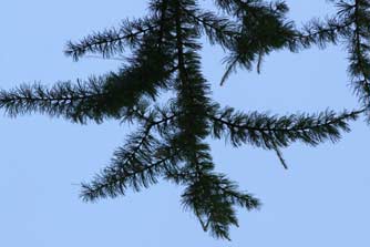 Picture of Western larch branch and needles