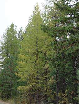 Pictures of Western larch trees or Larix occidentalis