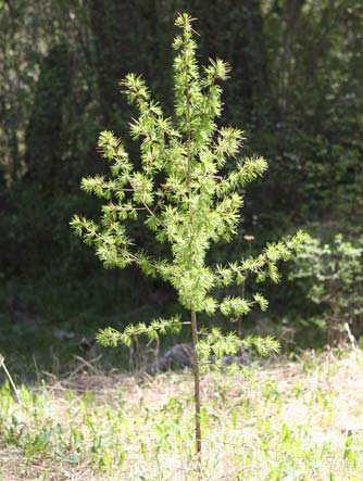 Young western larch or tamarack - Larix occidentalis