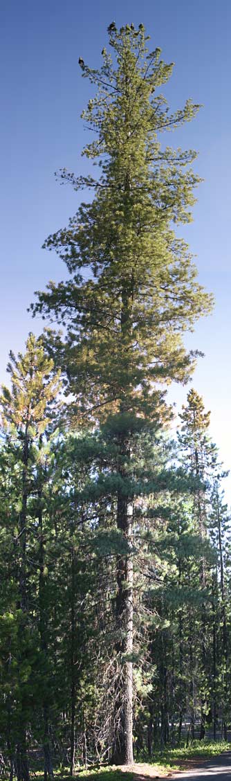 Western white pine