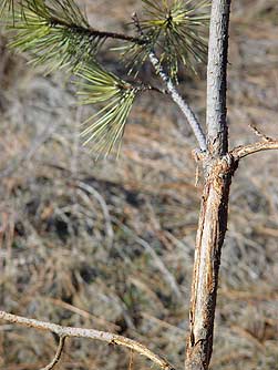 Young ponderosa pine tree with bark rubbed off from mule deer buck antlers