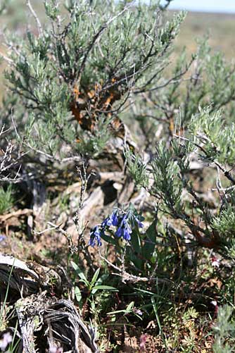 Trumpet Bluebells and Sagebrush, Umptanum Road