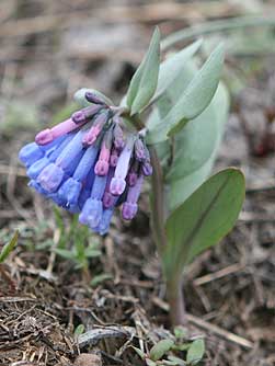 Trumpet bluebells wildflower picture