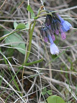Picture of trumpet bluebells or Mertensia longiflora