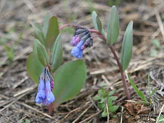 Trumpet bluebells or Mertensia longiflora