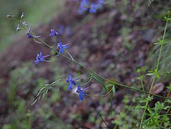 Pictures of Upland  Larkspur or Delphinium nuttallianum